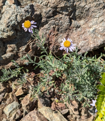 Image of Erigeron klamathensis by (c) Logan J.L. Bradley, some rights reserved (CC BY)