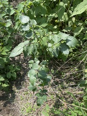 Solanum stoloniferum