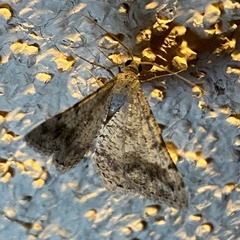 Digrammia pervolata