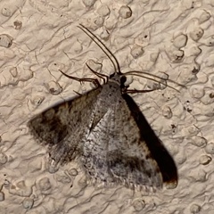 Digrammia pervolata