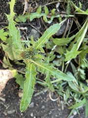 Cirsium osterhoutii