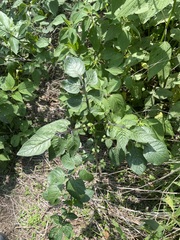 Solanum stoloniferum