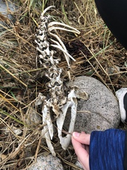 Phoca vitulina