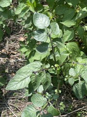 Solanum stoloniferum
