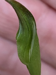 Pterostylis concinna