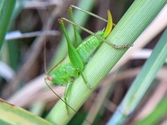 Orchelimum silvaticum