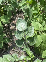Solanum stoloniferum
