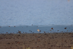 Charadrius semipalmatus