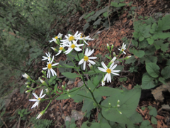 Aster scaber