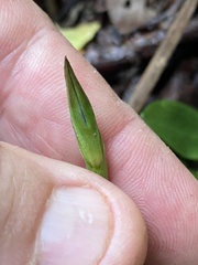 Pterostylis concinna