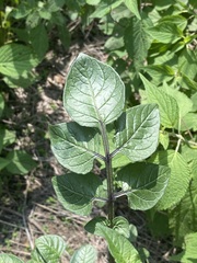 Solanum stoloniferum