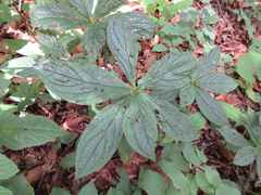 Brachybotrys paridiformis