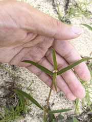 Stillingia sylvatica