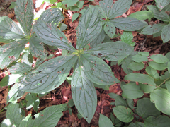 Brachybotrys paridiformis