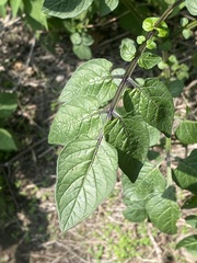 Solanum stoloniferum