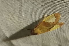 Bertholdia specularis