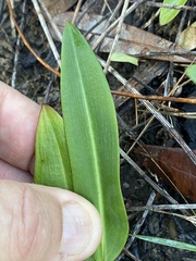 Cryptostylis subulata