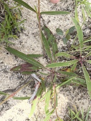 Stillingia sylvatica