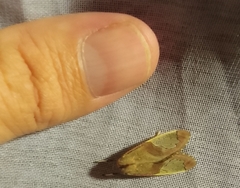 Bertholdia specularis