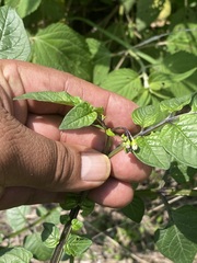 Solanum stoloniferum