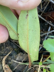 Cryptostylis subulata