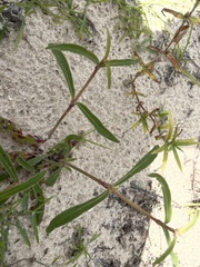 Stillingia sylvatica