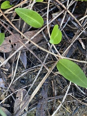 Cryptostylis subulata