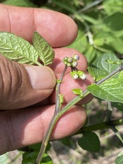 Solanum stoloniferum
