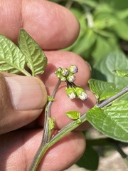 Solanum stoloniferum