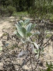 Lupinus westianus