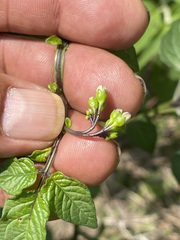 Solanum stoloniferum