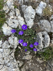 Campanula carpatica