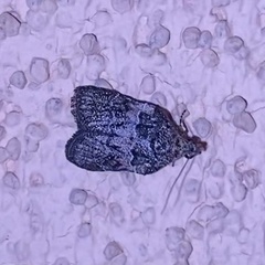 Satole ligniperdalis