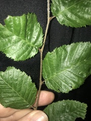 Carpinus