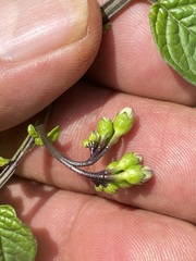 Solanum stoloniferum