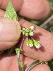 Solanum stoloniferum