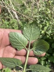 Solanum stoloniferum