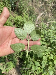 Solanum stoloniferum