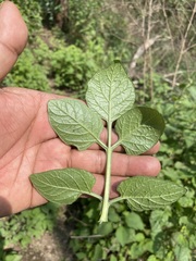 Solanum stoloniferum