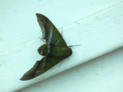 Oryba achemenides
