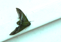 Oryba achemenides