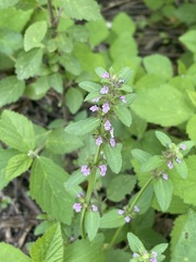 Stachys agraria