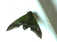 Oryba achemenides