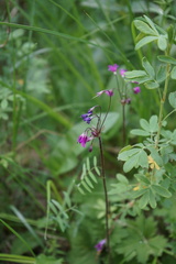 Primula matthioli altaica