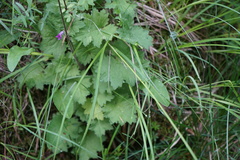 Primula matthioli altaica