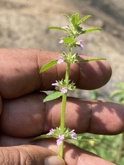Stachys agraria