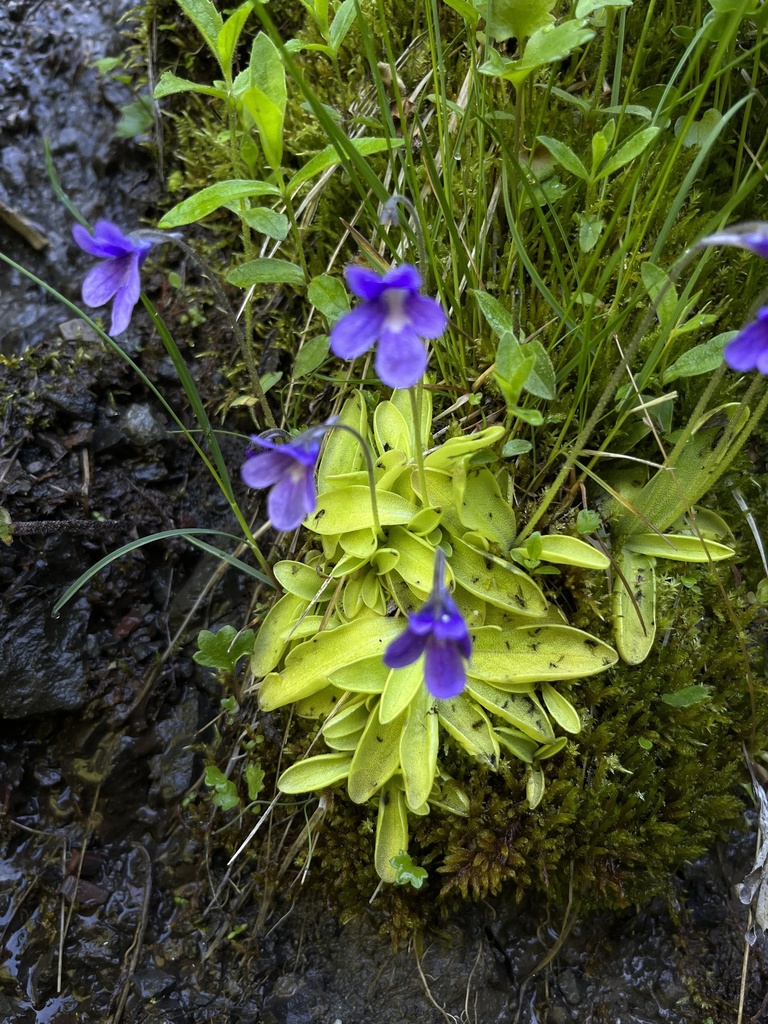 Common Butterwort in July 2022 by Remington Jackson · iNaturalist