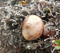 Rhizocybe