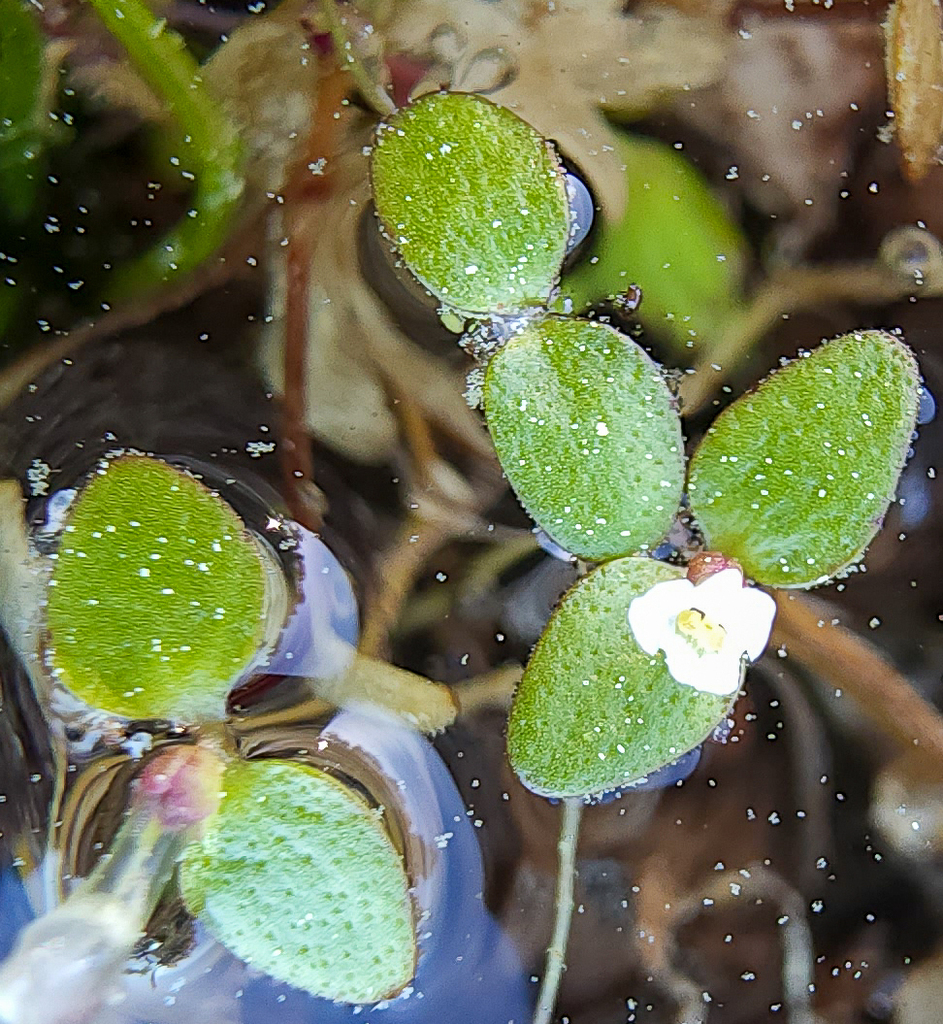 little amphianthus