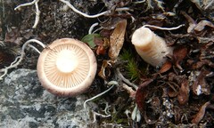 Rhizocybe